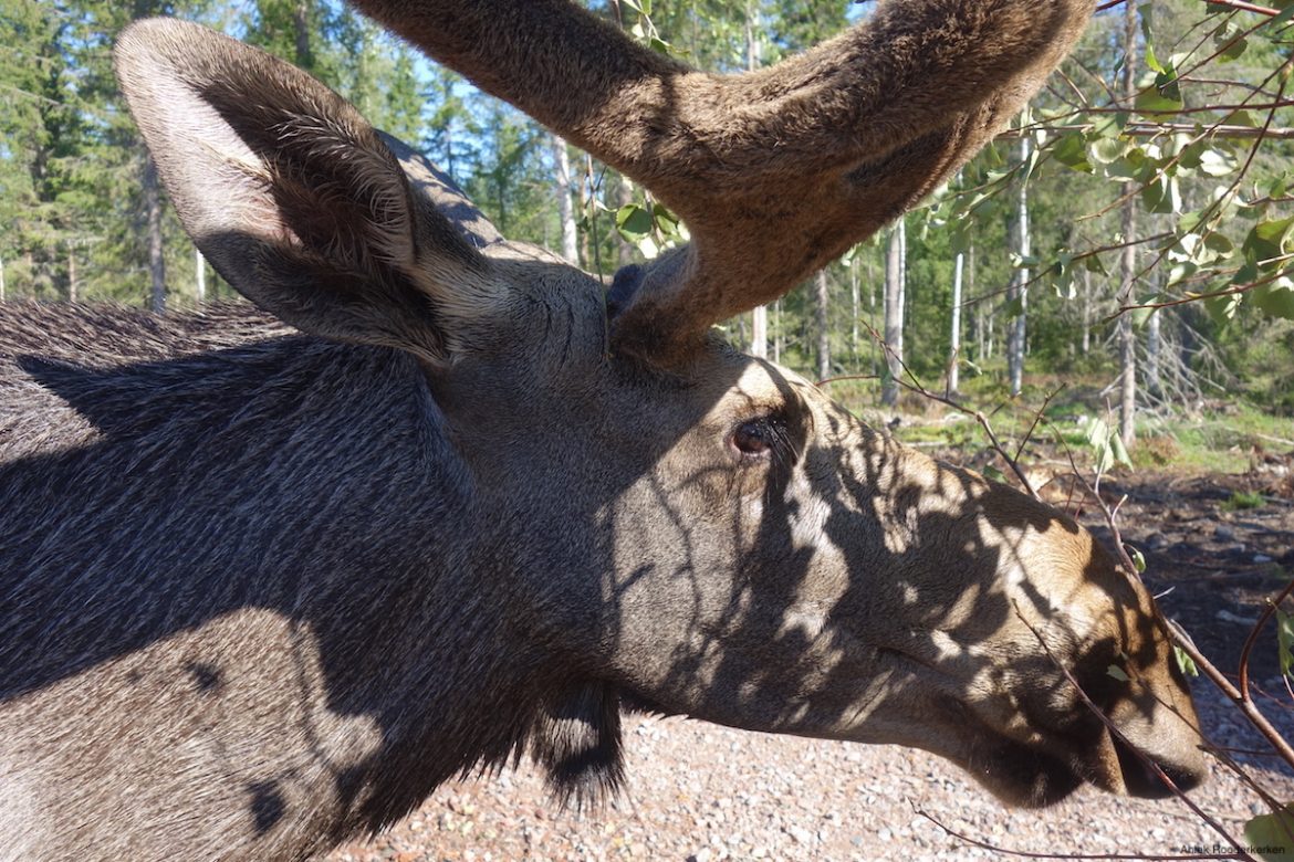 Visiting Cape Wild in Swedish Lapland