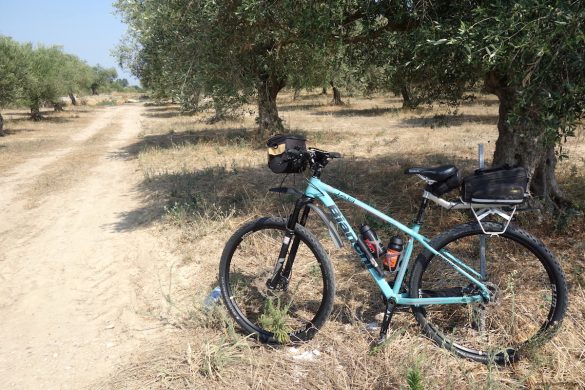 Cycling in Girona: kilometres of olive trees
