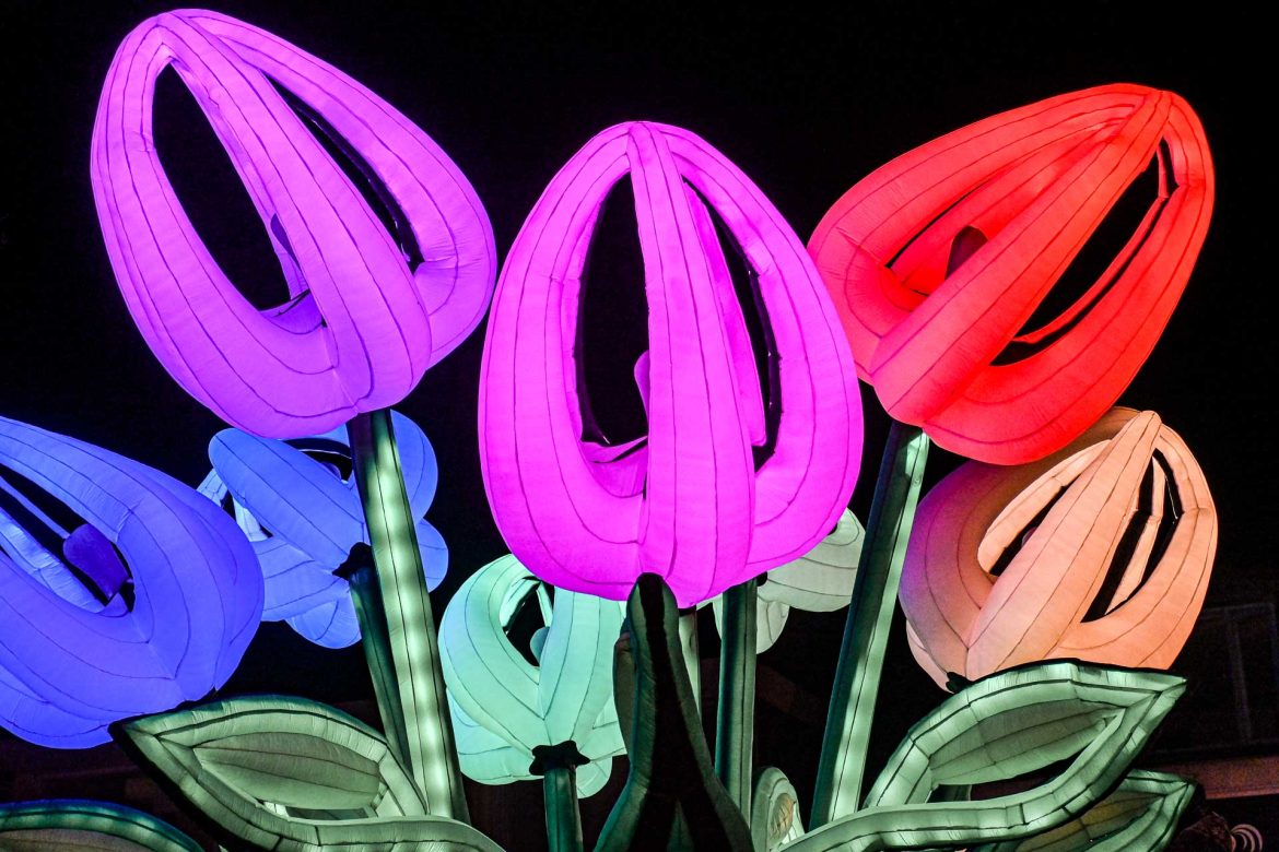 Lichtgevende tulpen tijdens het lichtfestival Licht op Drachten