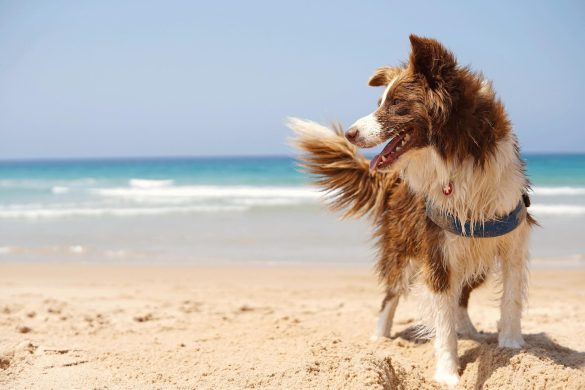 Wordt een hond blij van vakantie? iStock/grahedphotography